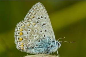 Goyanka filipieova Goyanka filipieova